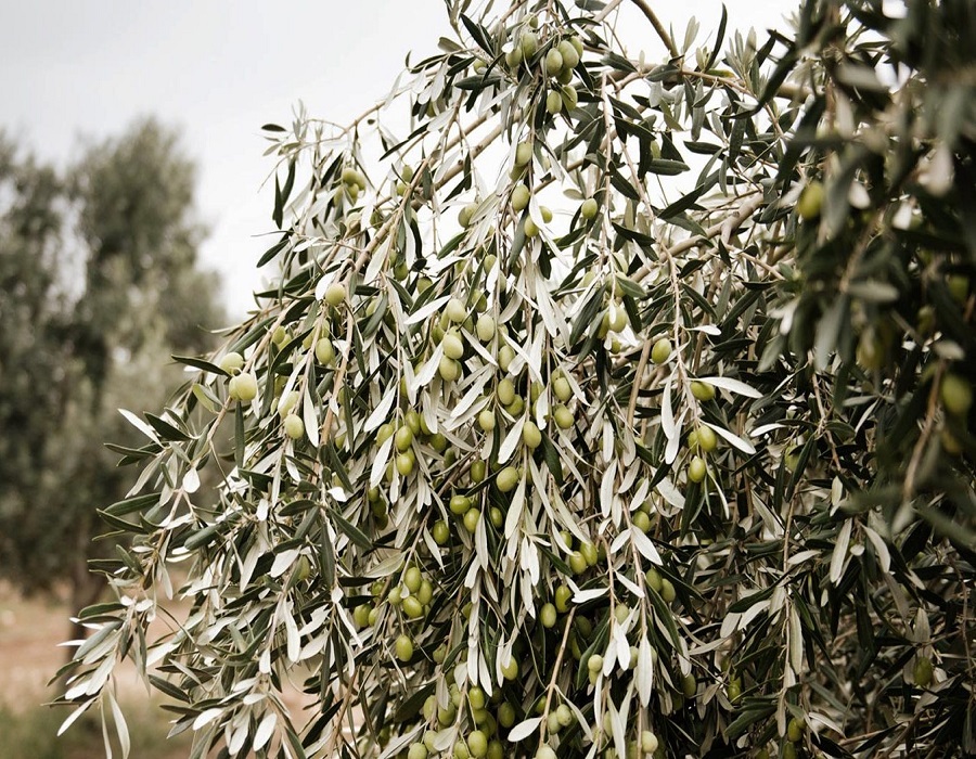 Gıda (Zeytin ve Zeytinyağı)